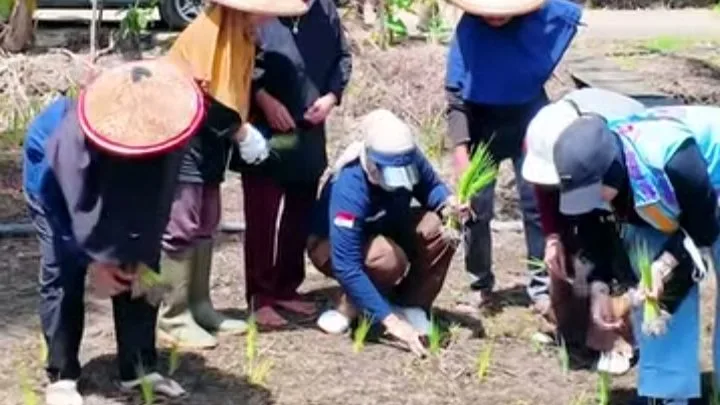 Suasana taman padi pada area KWT Siti Jubaidah di Kabupaten Tana Tidung. (istimewa)