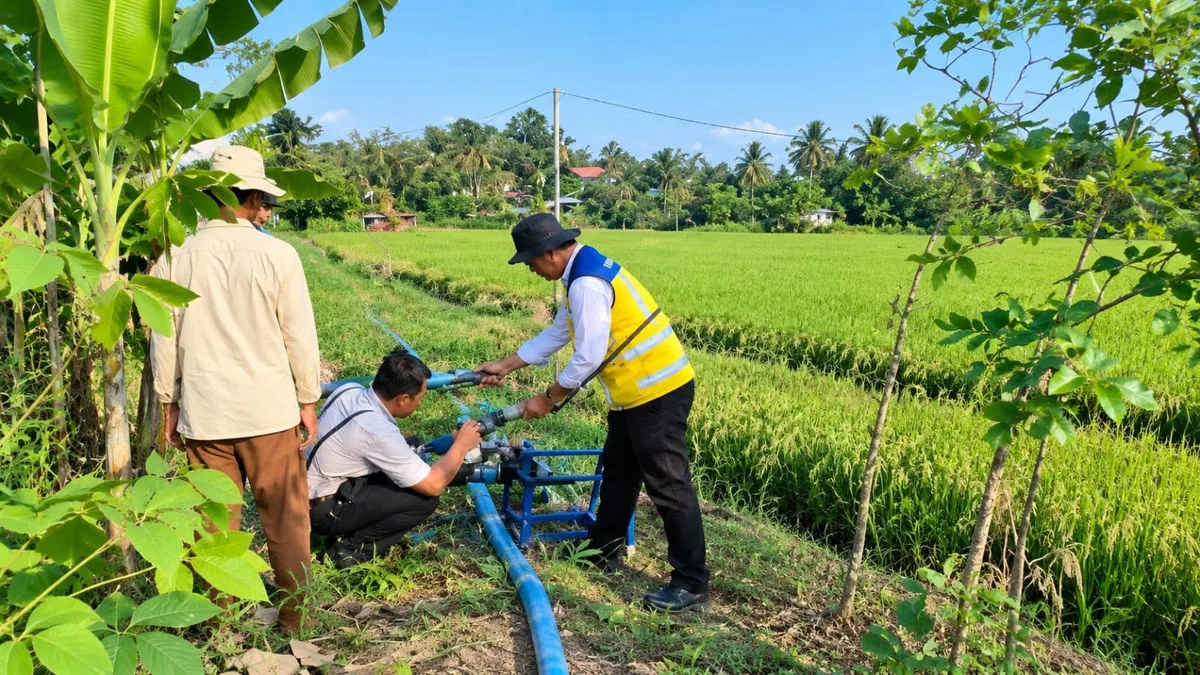 Dilanda Kekeringan, 50 Hektare Sawah Serayu Samarinda Terancam Gagal Panen