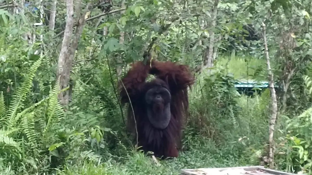 Keberadaan Orang Utan kini menjadi satwa yang turut mengalami dampak terhadap karhutla dan kekeringan di alam (Surya/Korankaltim.com)