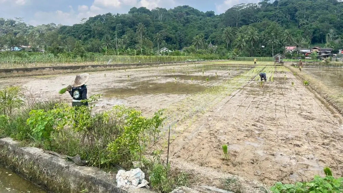 Aktivitas di salah satu sawah kawasan Betapus, Kelurahan Lempake pada akhir Agustus lalu. (Dok.KoranKaltim.com)
