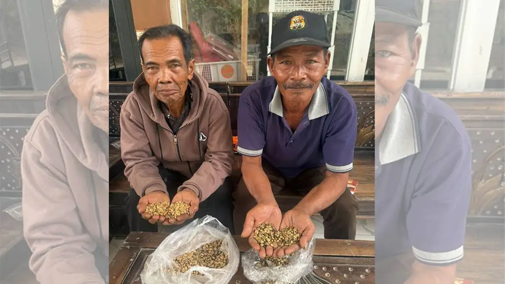 Kedai dan Kafe Bermunculan, Petani Kopi di Bukit Biru Tenggarong Keluhkan Pasar