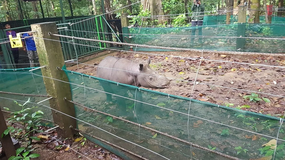 BKSDA Kaltim Siapkan Kandang Baru untuk Penyelamatan Badak Borneo