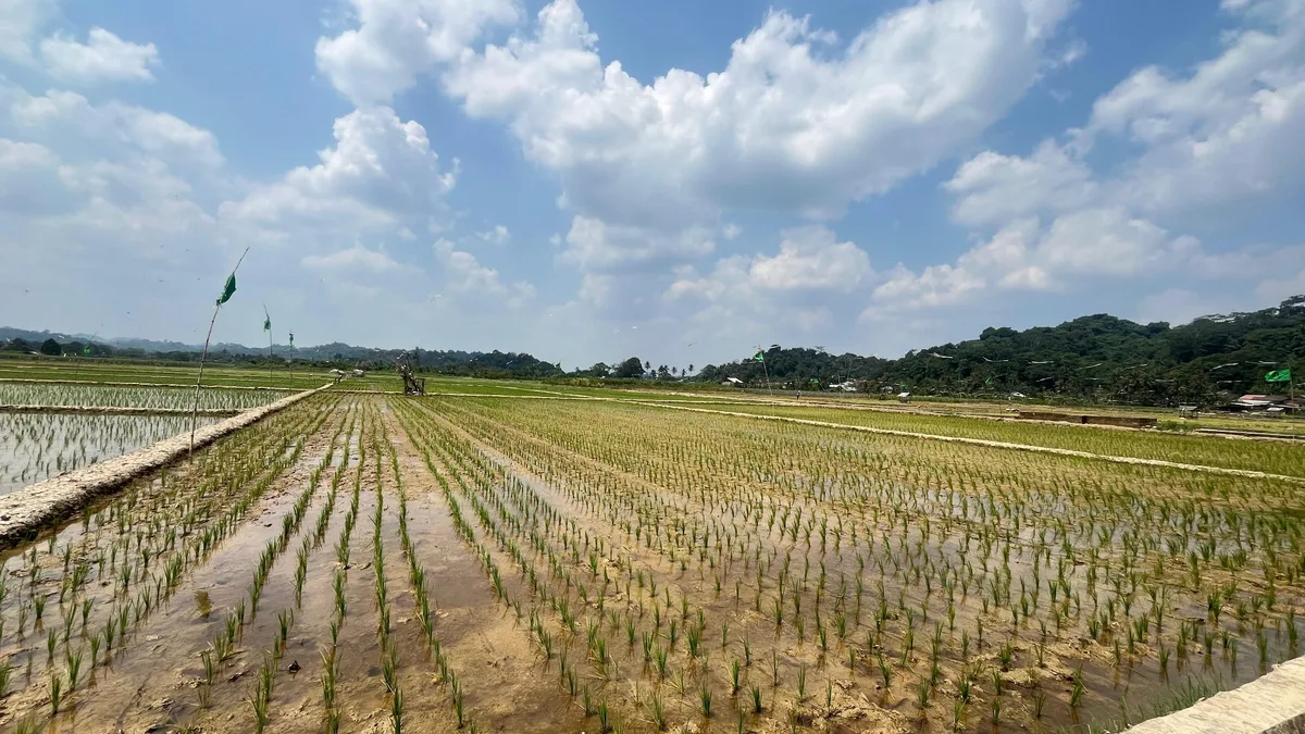 Kondisi lahan persawahan di kawasan Betapus pada 25 Agustus 2026. (Foto: Dok.Korankaltim.com)