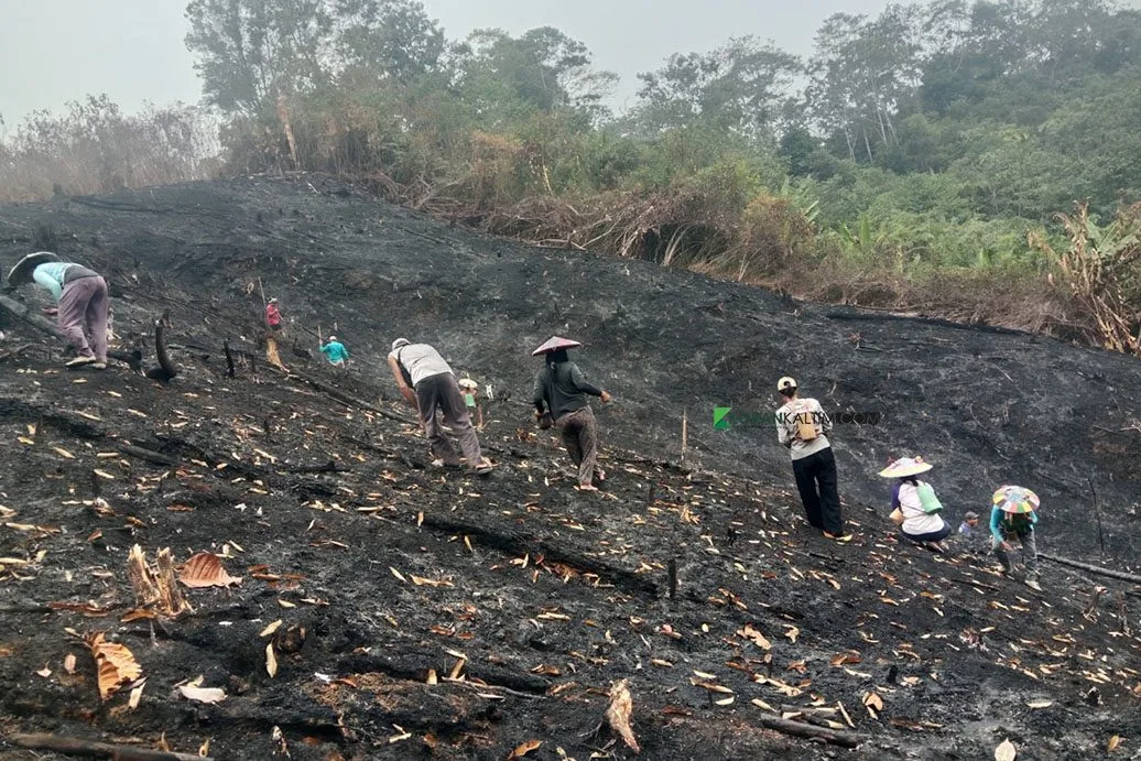 Tradisi Berladang Ujoh Bilang Tetap Berjalan, Warga Lebih Waspada Bakar Lahan