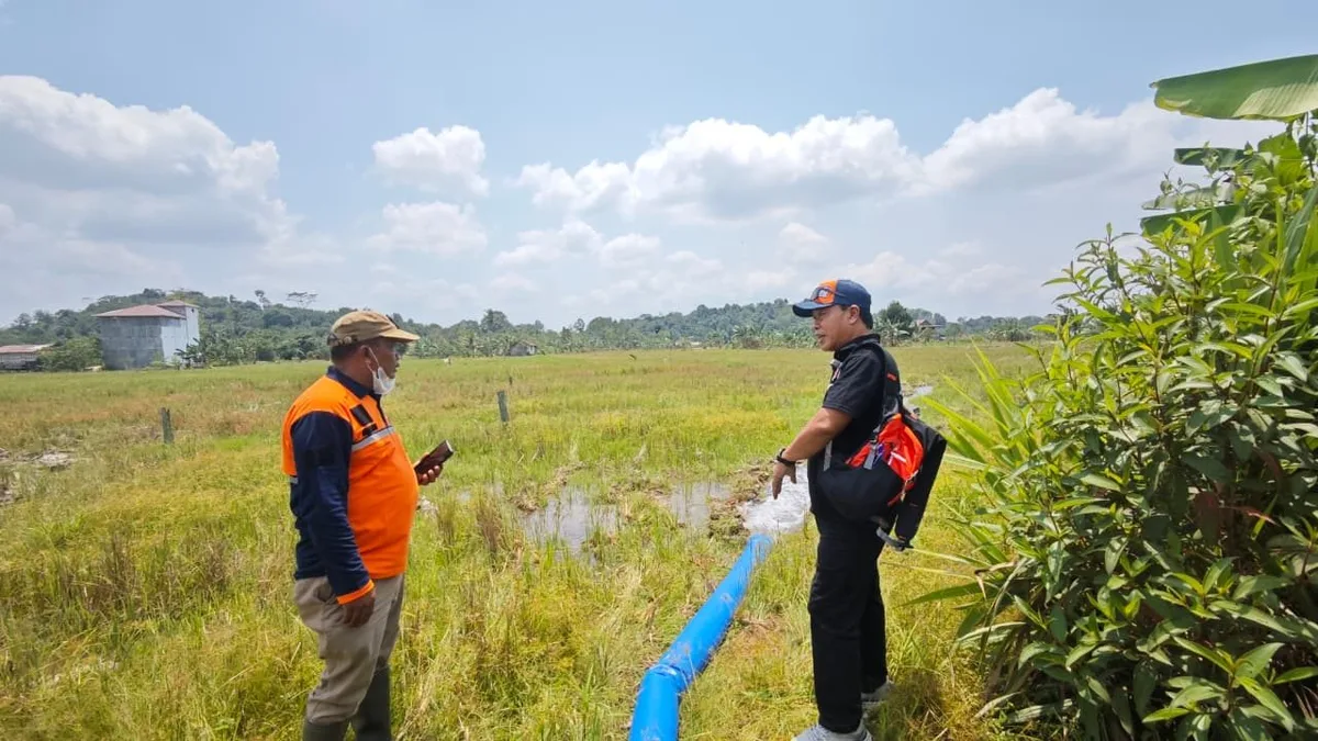 42 Hektare Sawah di Sambutan Dilanda Kekeringan, Petani Tunda Masa Tanam